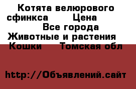 Котята велюрового сфинкса. .. › Цена ­ 15 000 - Все города Животные и растения » Кошки   . Томская обл.